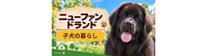 ニューファンドランドの子犬を迎えた1週間でやること｜食事・トイレ・生活環境