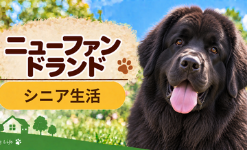 シニア期のニューファンドランドとの暮らし｜食事・運動・介護費用を考える