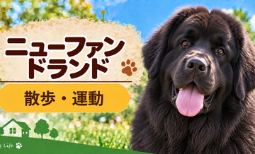 ニューファンドランドの散歩時間はどのくらい？運動量と毎日の暮らし方