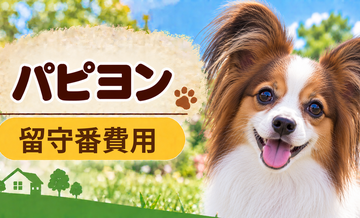 パピヨンの留守番対策にいくらかかる？カメラ・給餌器・シッターを比較