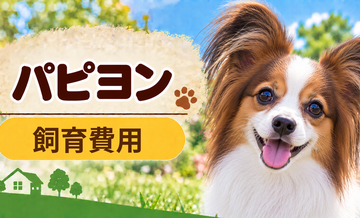 パピヨンを飼う費用はいくら？初期費用・年間費用・生涯費用を解説