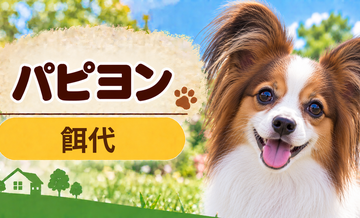 パピヨンの餌代は月いくら？体重からドッグフード代をシミュレーション