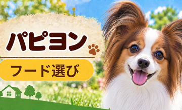 パピヨンのドッグフードはどう選ぶ？年齢・体格・食べ方に合わせた選び方