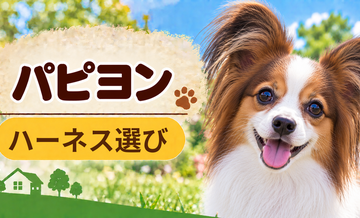 パピヨンのハーネス選び｜サイズ測定とフィット感のチェック