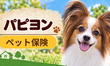 パピヨンのペット保険料はいくら？加入前に確認したい補償と費用