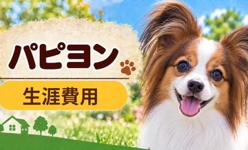パピヨンの生涯費用はいくら？子犬からシニアまで長期で考える