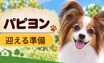 パピヨンを迎えるときに必要なもの｜サイズ選びと初期費用