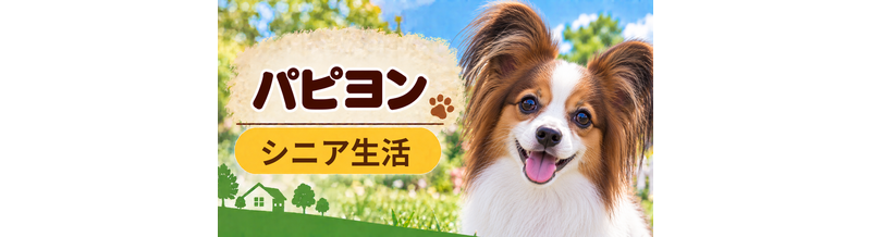 シニア期のパピヨンとの暮らし｜食事・運動・介護費用を考える