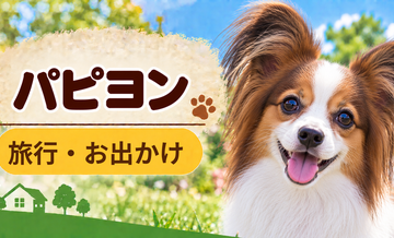 パピヨンと旅行するときの持ち物｜移動・宿泊で役立つ犬用品