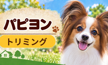 パピヨンのトリミング代はいくら？頻度と年間費用を計算