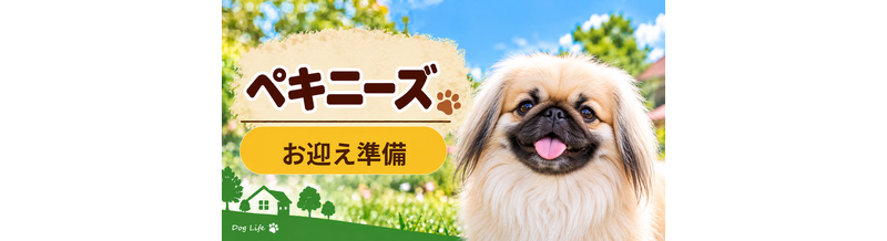 ペキニーズを迎えるときに必要なもの｜サイズ選びと初期費用
