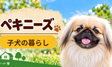 ペキニーズの子犬を迎えた1週間でやること｜食事・トイレ・生活環境
