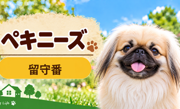 ペキニーズの留守番環境を整える｜安全対策と便利グッズ