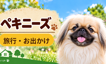 ペキニーズと旅行するときの持ち物｜移動・宿泊で役立つ犬用品