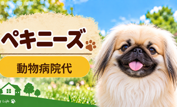 ペキニーズの動物病院代は年間いくら？健康診断・予防・急な通院に備える