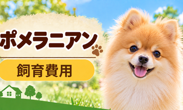 ポメラニアンを飼う費用はいくら？初期費用・年間費用・生涯費用を解説