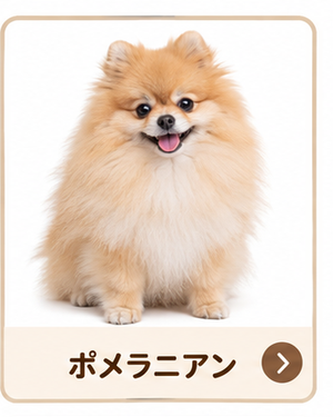 ポメラニアン