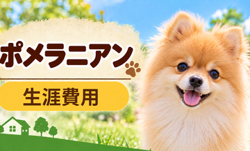 ポメラニアンの生涯費用はいくら？子犬からシニアまで長期で考える