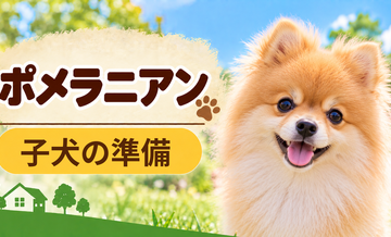 ポメラニアンの子犬を迎えた1週間でやること｜食事・トイレ・生活環境