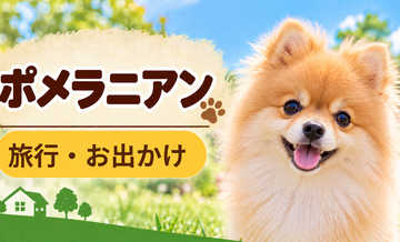 ポメラニアンと旅行するときの持ち物｜移動・宿泊で役立つ犬用品