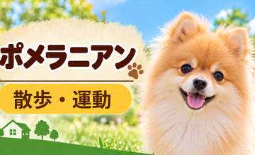 ポメラニアンの散歩時間はどのくらい？運動量と毎日の暮らし方