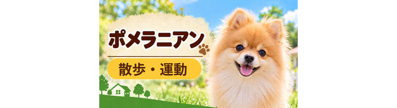 ポメラニアンの散歩時間はどのくらい？運動量と毎日の暮らし方