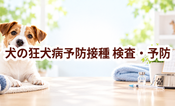 犬の狂犬病予防接種はいつ受ける？受診前に知っておきたいこと