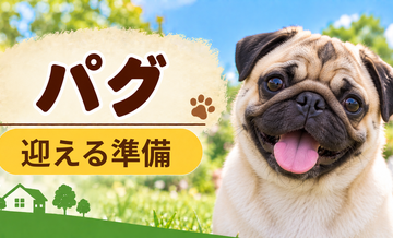 パグを迎えるときに必要なもの｜サイズ選びと初期費用