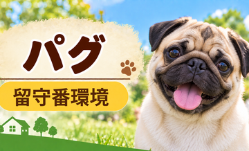 パグの留守番環境を整える｜安全対策と便利グッズ