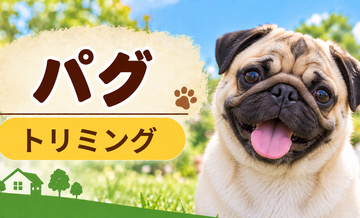 パグのトリミング代はいくら？頻度と年間費用を計算