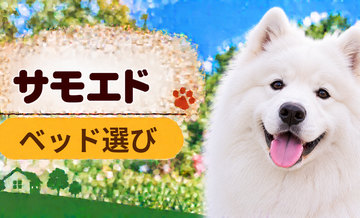 サモエドのベッド選び｜体格・季節・洗いやすさで比較