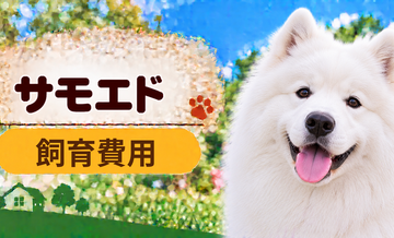 サモエドを飼う費用はいくら？初期費用・年間費用・生涯費用を解説