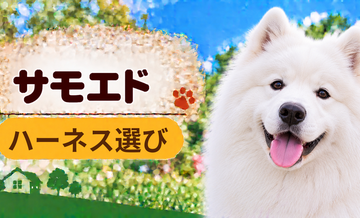サモエドのハーネス選び｜サイズ測定とフィット感のチェック