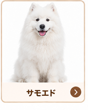 サモエド