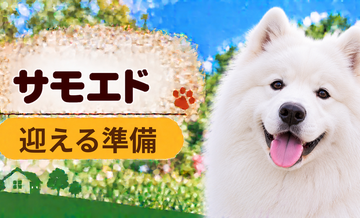 サモエドを迎えるときに必要なもの｜サイズ選びと初期費用