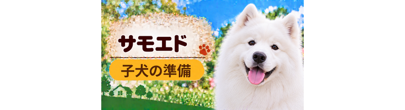 サモエドの子犬を迎えた1週間でやること｜食事・トイレ・生活環境