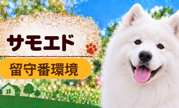 サモエドの留守番環境を整える｜安全対策と便利グッズ