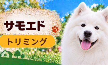 サモエドのトリミング代はいくら？頻度と年間費用を計算