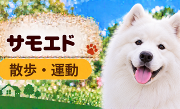 サモエドの散歩時間はどのくらい？運動量と毎日の暮らし方