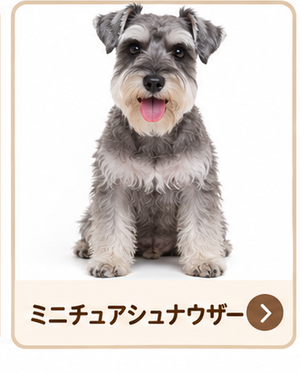 ミニチュアシュナウザー