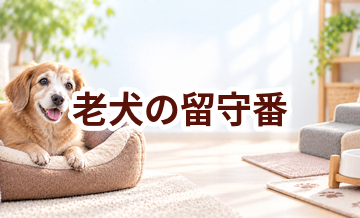 老犬の留守番はどうする？見守りと預け先の選択肢