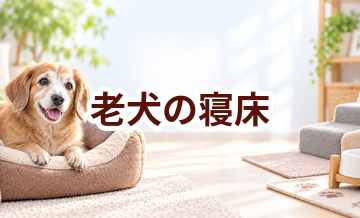 老犬の寝床はどう選ぶ？起き上がりやすさと洗いやすさを重視