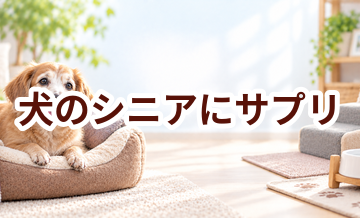 犬のシニアにサプリは必要？選ぶ前に知っておきたい考え方