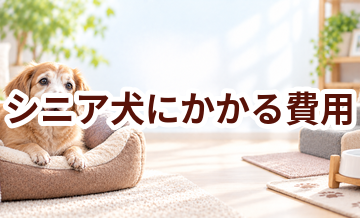 シニア犬にかかる費用はいくら？食事・医療・介護を家計目線で解説