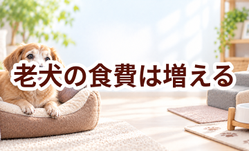 老犬の食費は増える？シニアフードと介護食の費用を考える