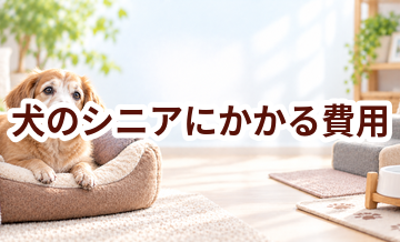 犬のシニアにかかる費用はいくら？毎月のケア代を整理