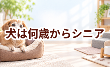 犬は何歳からシニア？年齢の目安と暮らしで変えたいこと