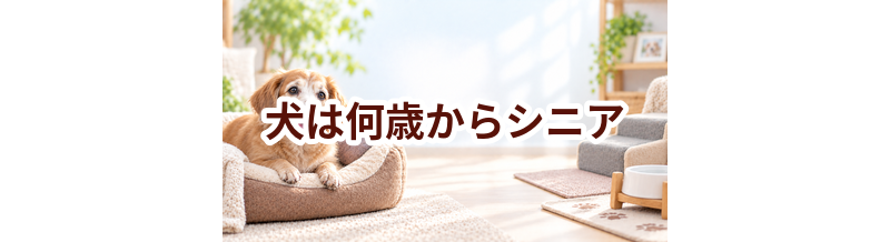 犬は何歳からシニア？年齢の目安と暮らしで変えたいこと