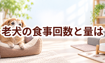 老犬の食事回数と量は？食べにくくなったときの工夫
