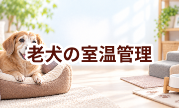 老犬の室温管理はどうする？季節ごとの環境づくり